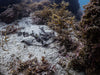 Sunday - Dive San Carlos - 2 Tank Coastal Dive - 7:00 AM