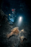 Be Water Imaging - Whale Bone